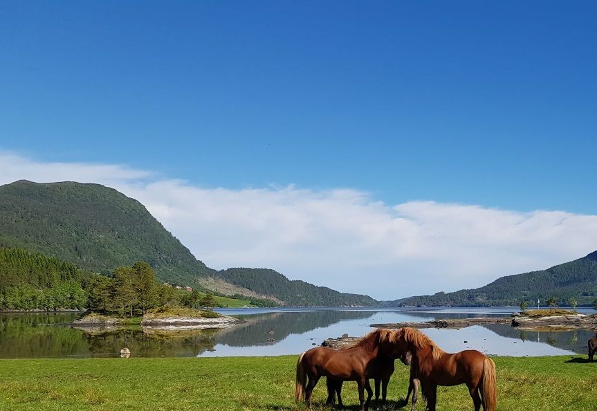 Hestene på Skjellebugan, sommer 2019