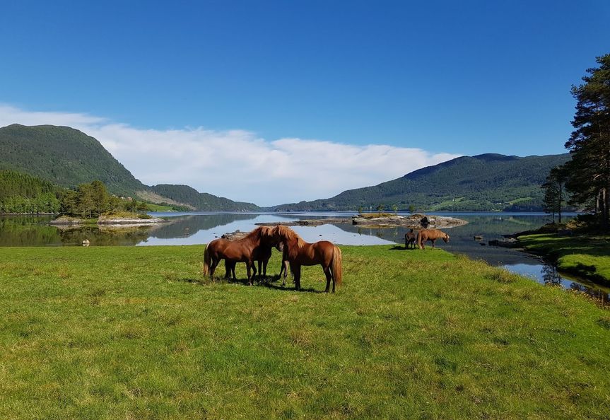 Hestene på Skjellebugan, sommer 2019