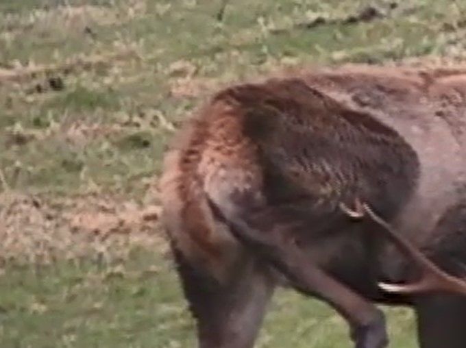 Fin bukk på jorde bak fjøs`n, april 2020. Kjekt med horn for å lindre kløe..