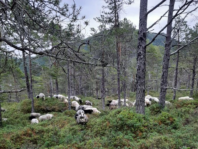 Tur opp lia..