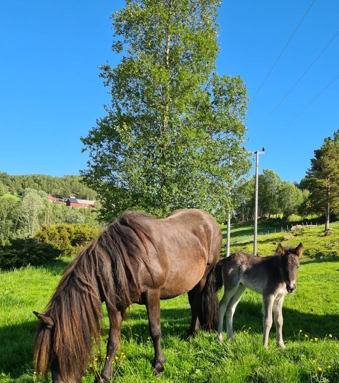 Syrtla og Hera 3 dager